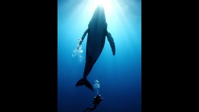 忘忧草在线社区WWW直播 - 深蓝星球：探索海洋深处的未知世界